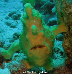 What had been a free swimming green Frog Fish, taken with... by Carl Wrightson 